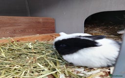 Mini Lop rabbits for sale: Mini lop  - Image 1