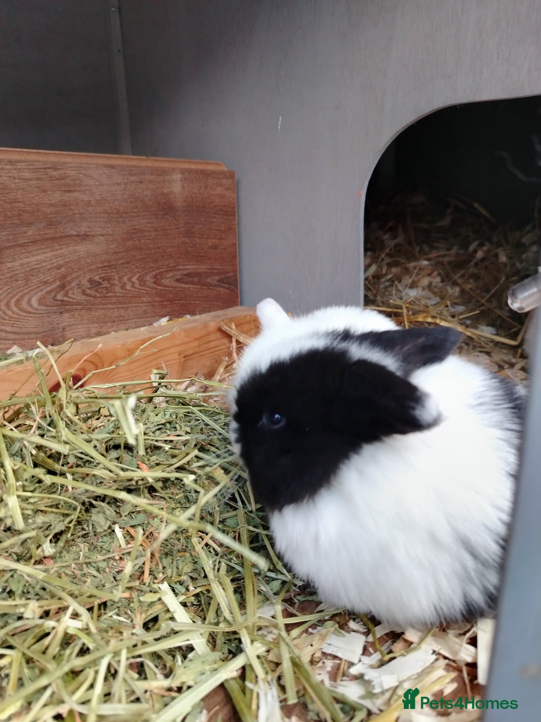 Mini Lop rabbits for sale: Mini lop  - Image 1