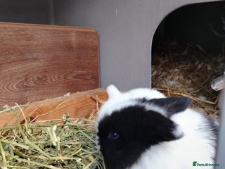 Mini Lop rabbits - Advert 2
