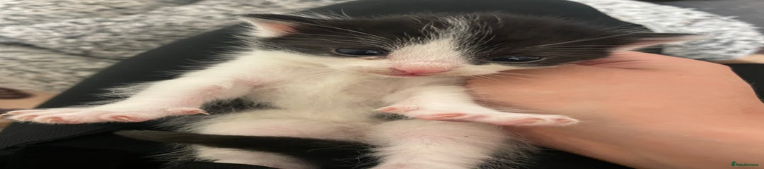 British Shorthair Kitten 3