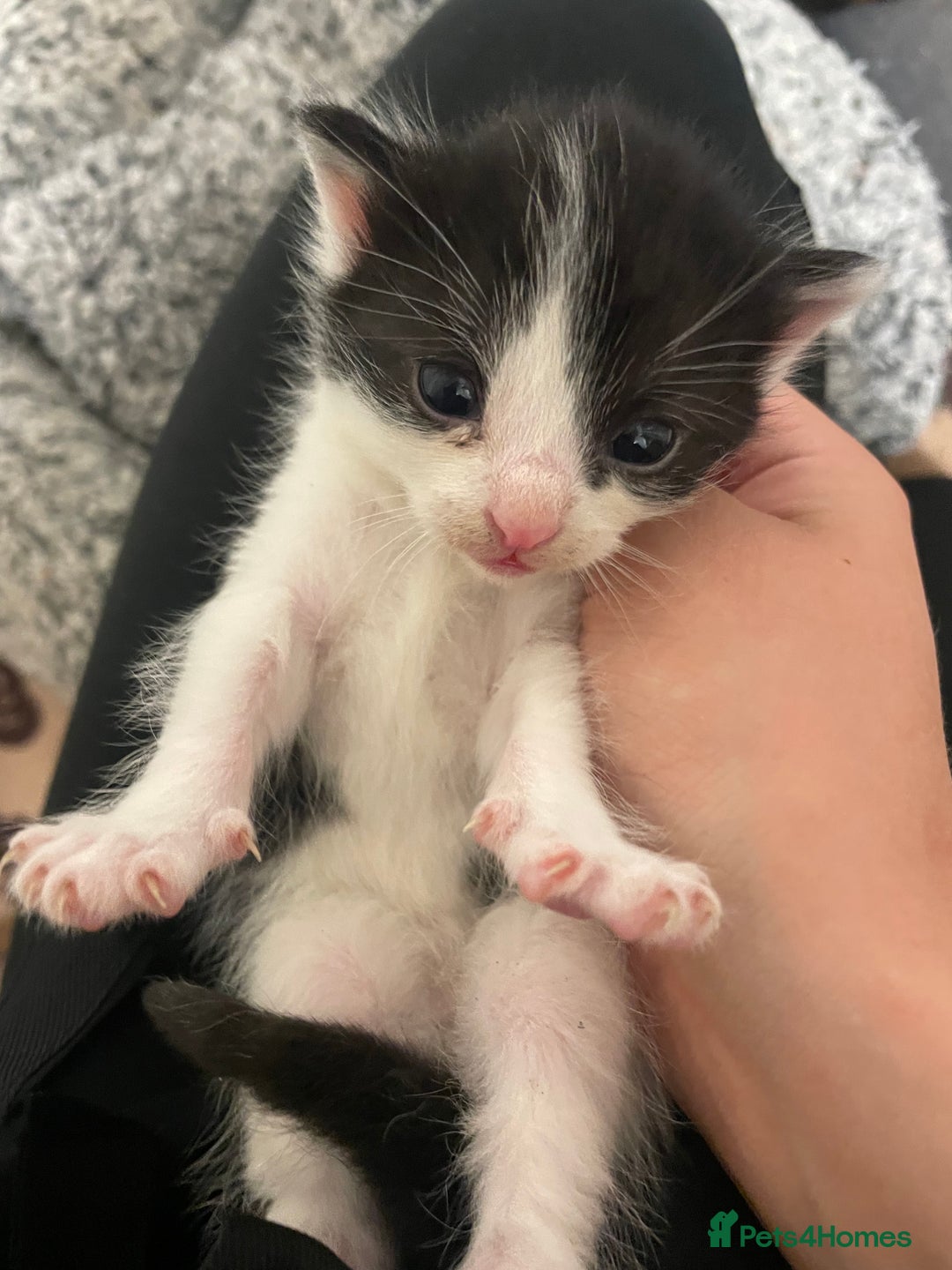 British Shorthair cats for sale: Kittens 4x male - Image 4