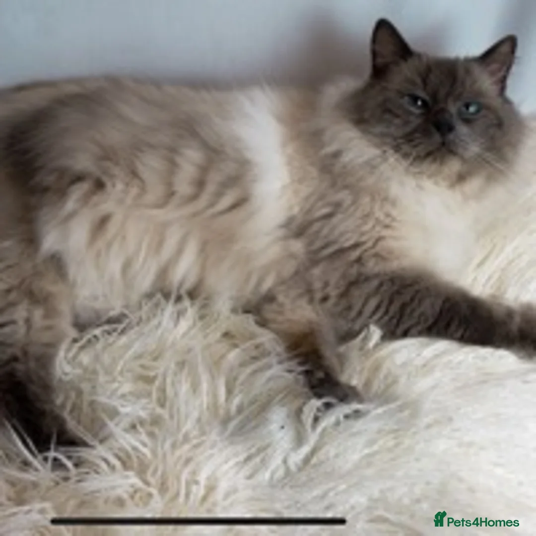 Ragdoll cats for stud: Very large proven ragdoll with available litter in Brighouse - Advert 2