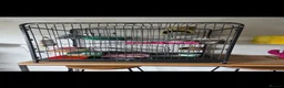 Rat rodents for sale: 2 x fancy rats mate gorgeous full set up - Advert 5
