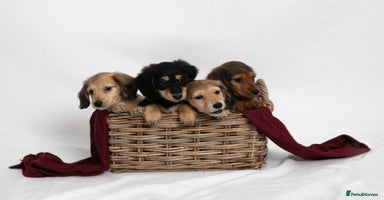 Miniature Dachshund dogs Long haired miniature dachshunds  - Advert 12