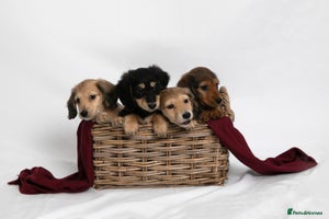 Miniature Dachshund dogs Long haired miniature dachshunds - Advert 12