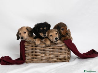 Miniature Dachshund dogs Long haired miniature dachshunds - Advert 4