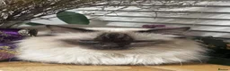 Ragdoll cats for sale: Ragdoll champion GCCF kittens  - Advert 4