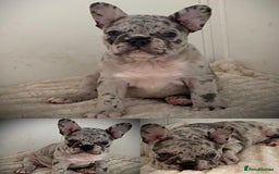 French Bulldog dogs for sale: Merle French Bulldog Puppies  - Image 2