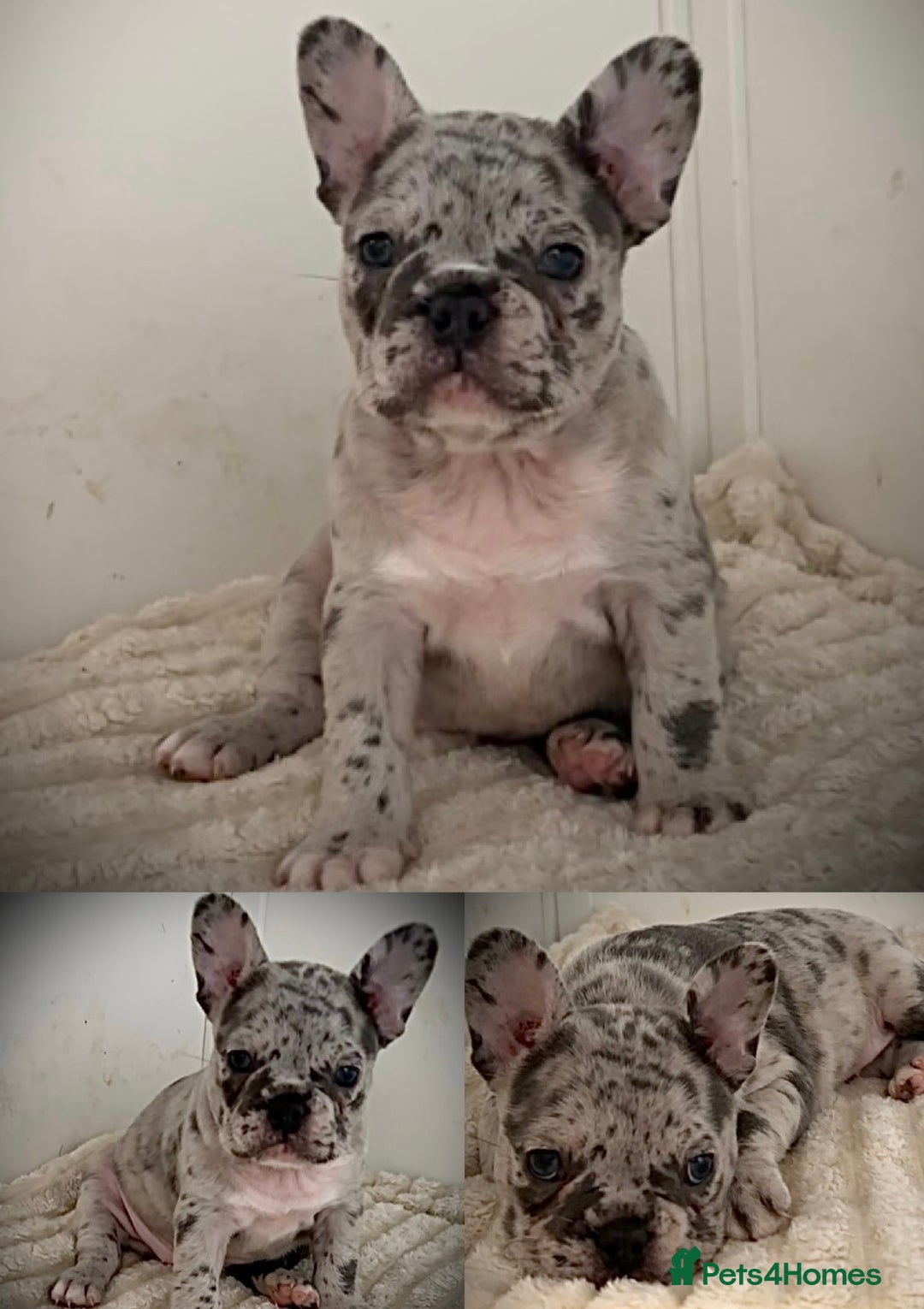 French Bulldog dogs for sale: Merle French Bulldog Puppies  - Image 2