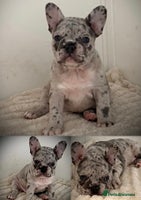 French Bulldog dogs - Advert 1