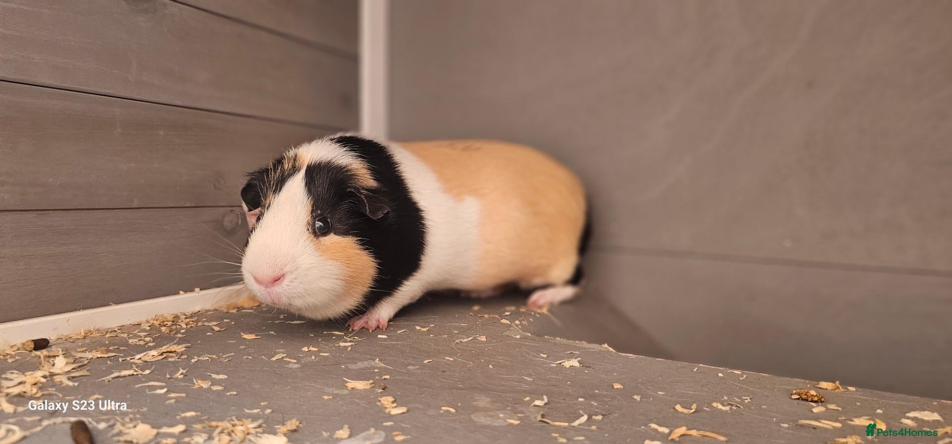 Guinea Pig rodents 2 Guinea pigs and hach  - Advert 1