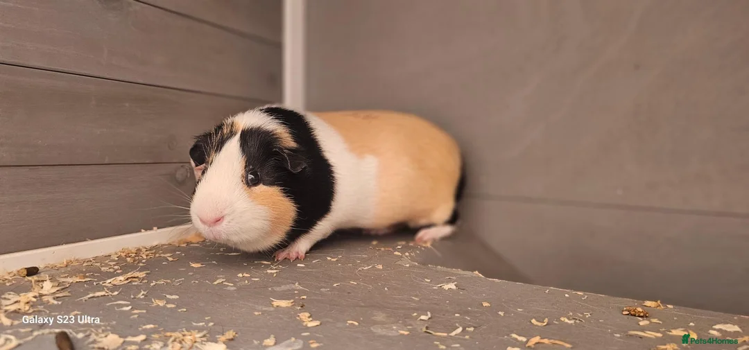 Guinea Pig rodents for sale: 2 Guinea pigs and hach  in Bordon - Advert 1