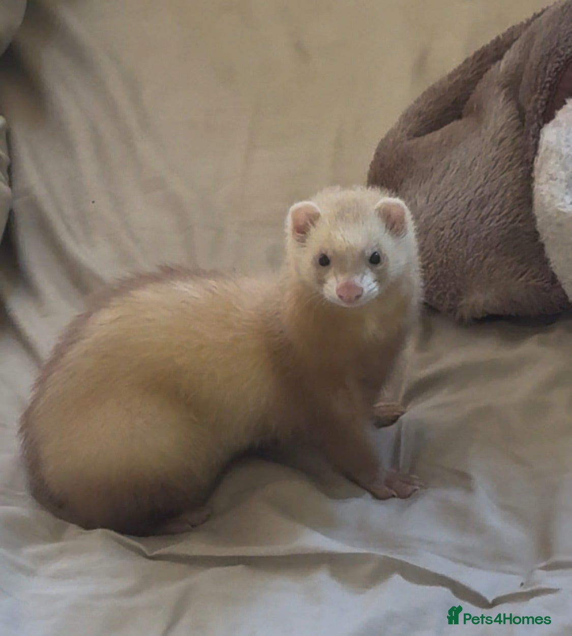Ferret rodents female ferret (including cage) - Advert 1