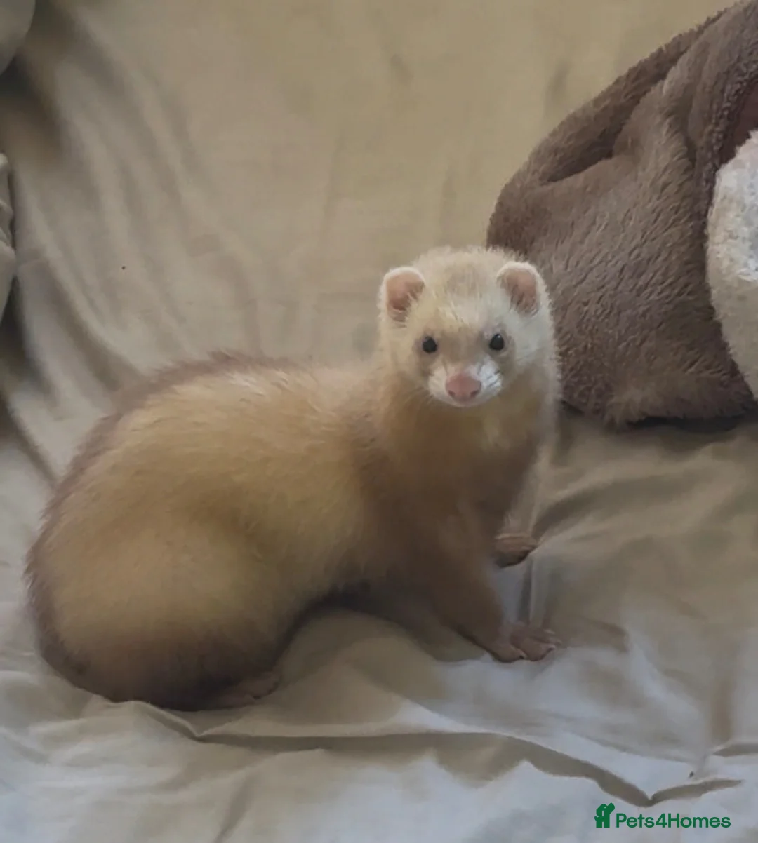 Ferret rodents for sale: female ferret (including cage) - Advert 1