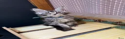 Maine Coon cats for sale: 5 Blue and Black smoke Maine Coon kittens left in Sudbury - Advert 26