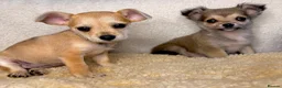 Jack Chi dogs for sale: *LAST TWO* TINY chihuahua x Jack Russell Puppies - Advert 5
