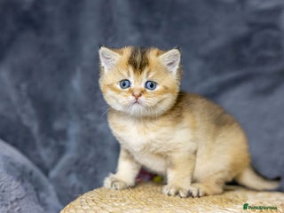 Scottish Fold cats Rare Black Gold Scottish Fold Kittens - Advert 9