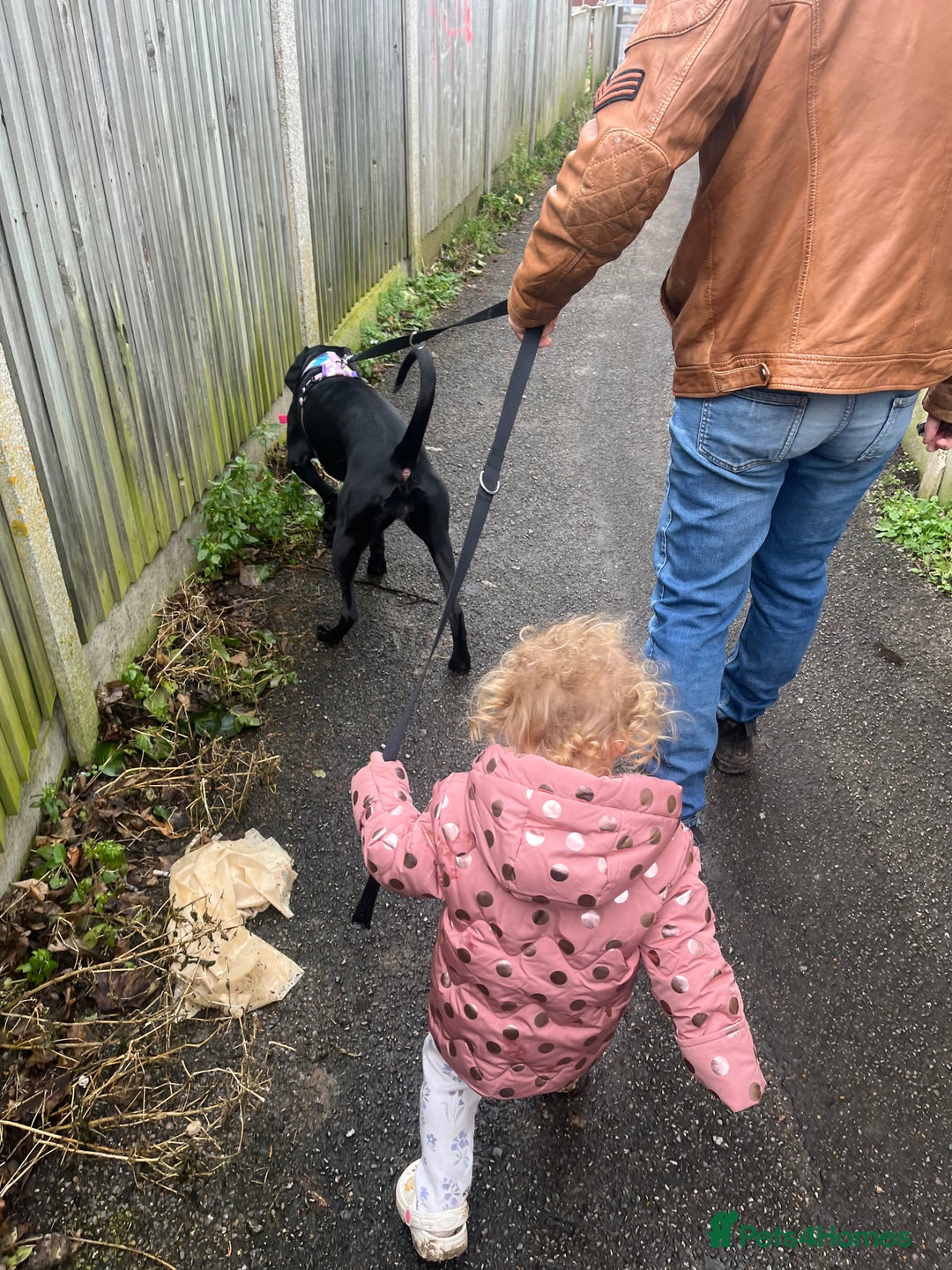 Mixed Breed dogs for sale: Gorgeous greyhound cross weimaraner - Advert 12