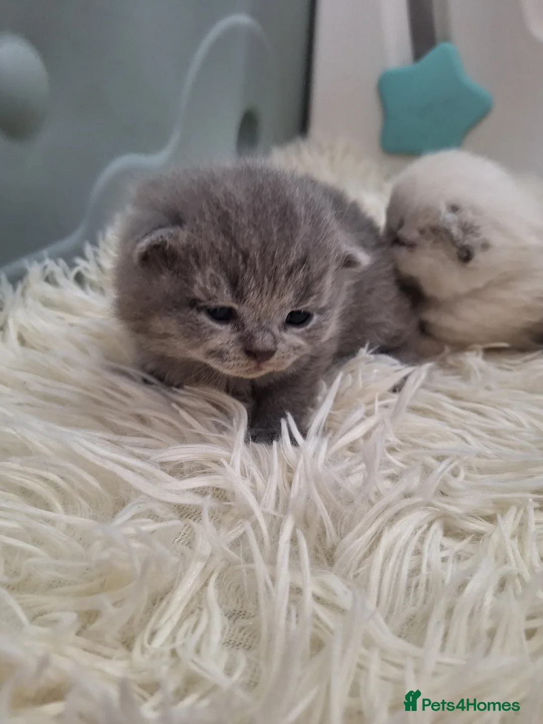 British Shorthair cats for sale: Adorable BSH kittens, Gray and white, London  - Advert 13