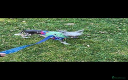 Mixed Breed dogs for sale: Tiny hairless Chinese crested/chihuahua pup  - Image 19
