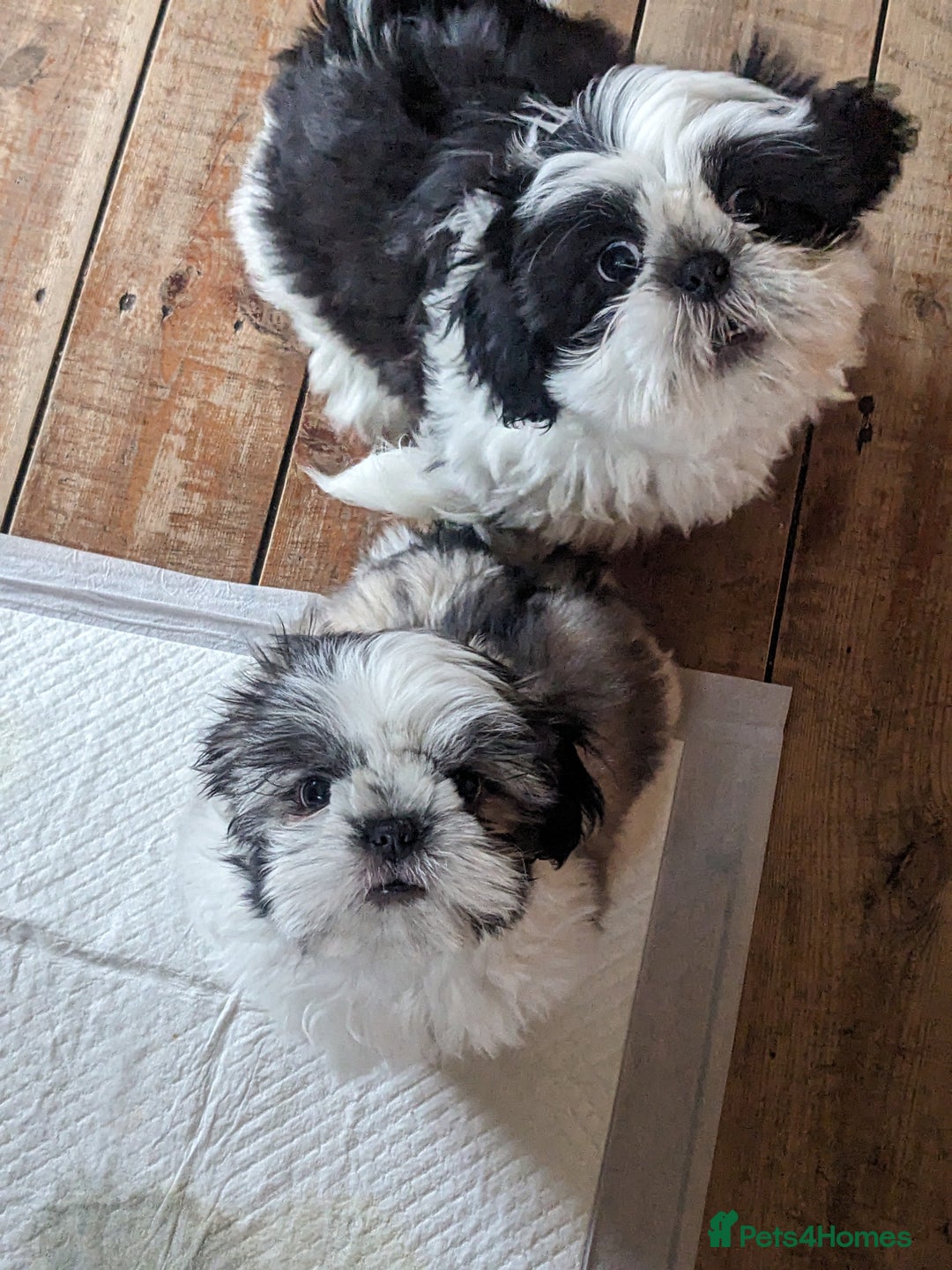 Shih Tzu dogs for sale: Pedigree Shitzu Puppies  - Image 9