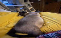 Oriental cats for sale:  GCCF Oriental Kittens For Sale - Image 19