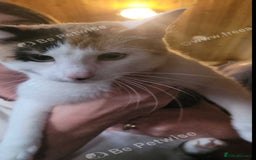 Mixed Breed cats for sale: Adorable Kittens - Image 3