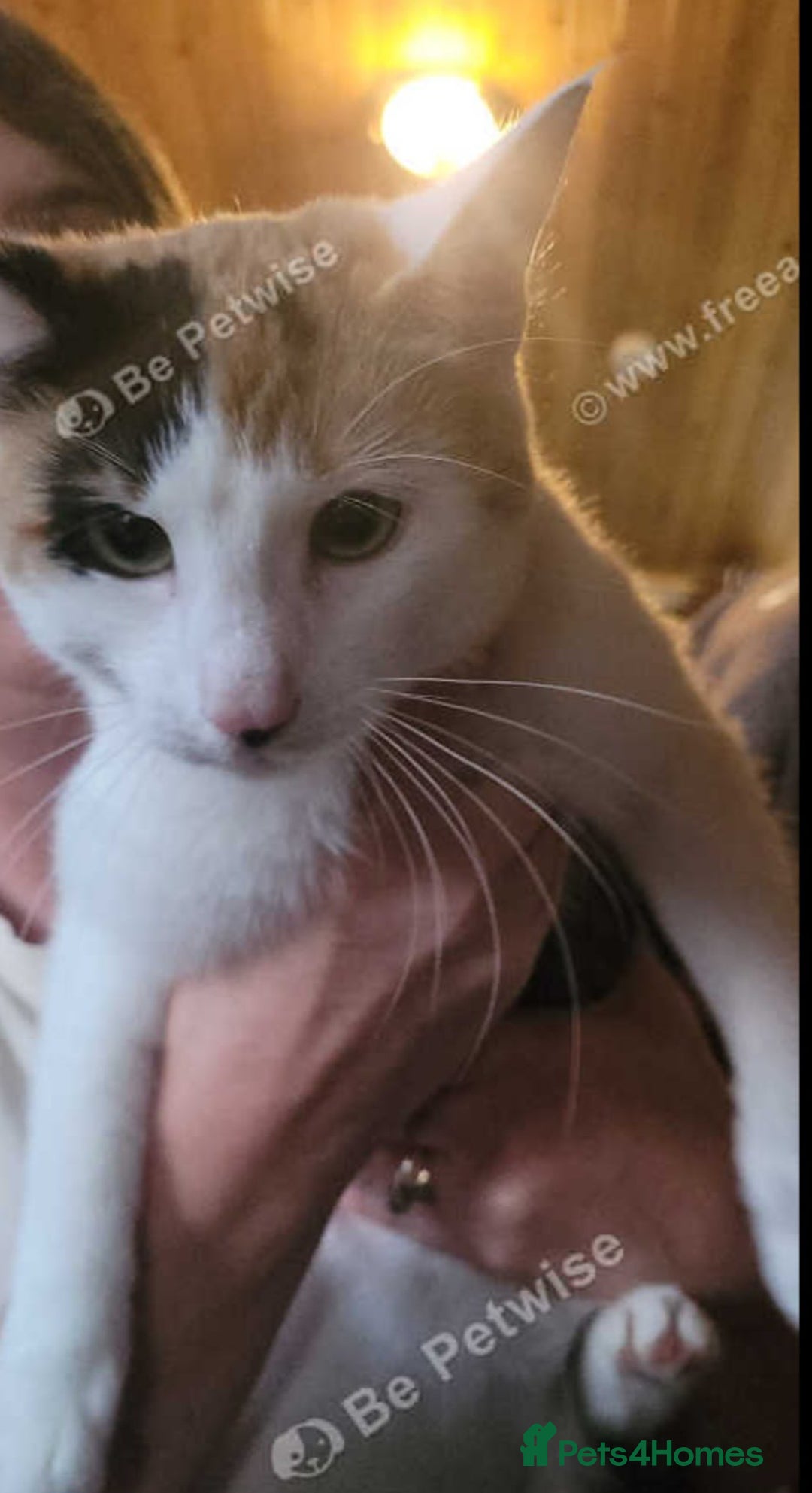Mixed Breed cats for sale: Adorable Kittens - Image 3