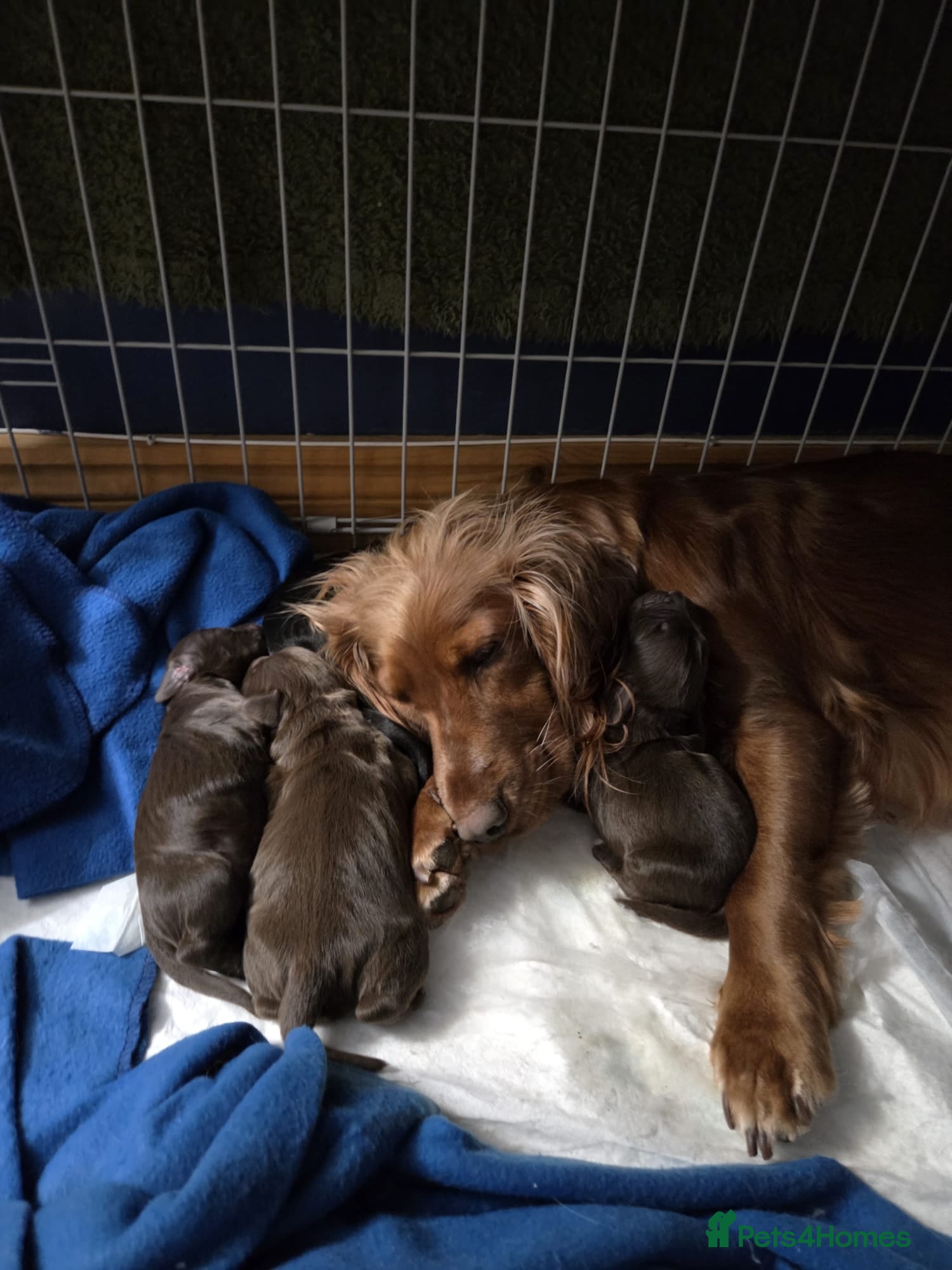 Cocker Spaniel dogs Cocker Spaniel - Advert 2