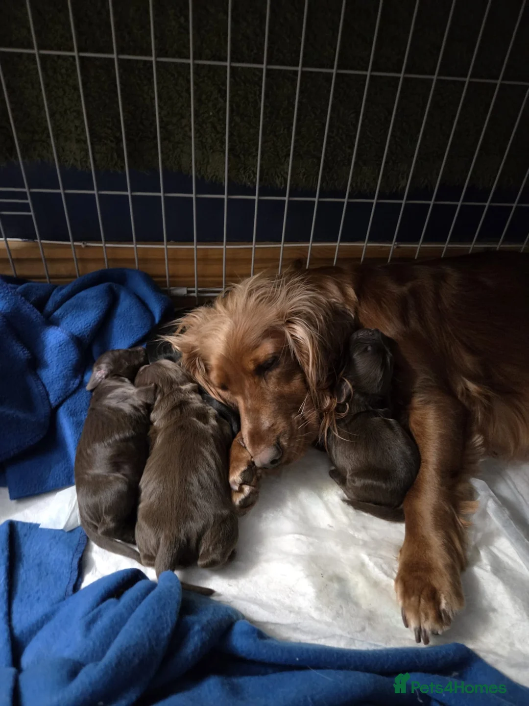 Cocker Spaniel dogs for sale: Cocker Spaniel - Advert 1