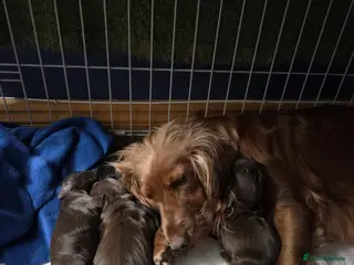 Cocker Spaniel dogs Cocker Spaniel - Advert 2