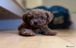 Toy Poodle dogs for sale: Poodle Toy Puppy calm, gentle, with full doc. - Image 16