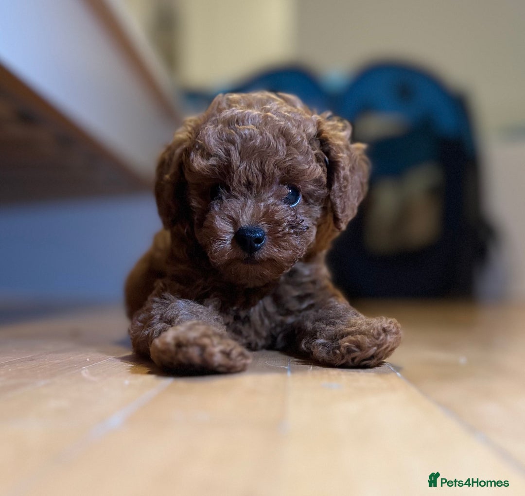 Toy Poodle dogs for sale: Poodle Toy Puppy calm, gentle, with full doc. - Image 16