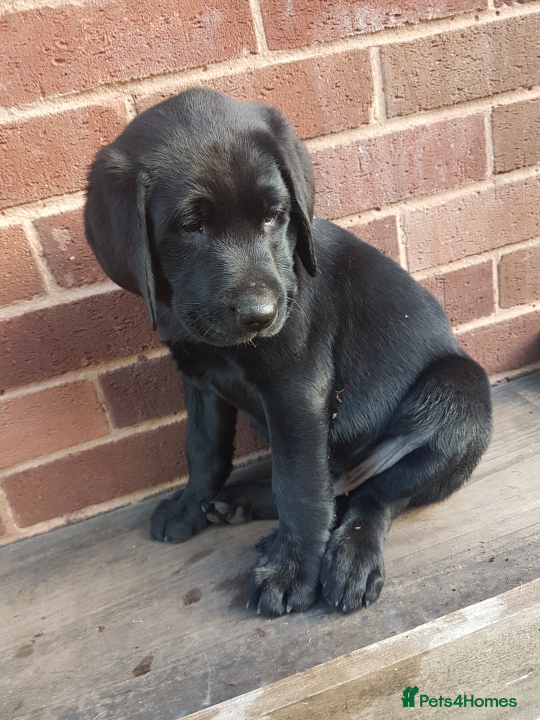 Labrador Retriever dogs for sale: KC Registered Labrador puppies  - Image 23