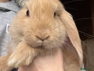 French Lop rabbits Ready Now 💛🤎🧡 French Lop Babies - Advert 2