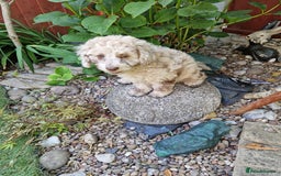 Cockapoo dogs for sale: Cockerpoo 1 boy (brown) and 1 girl (Merle)  - Image 6