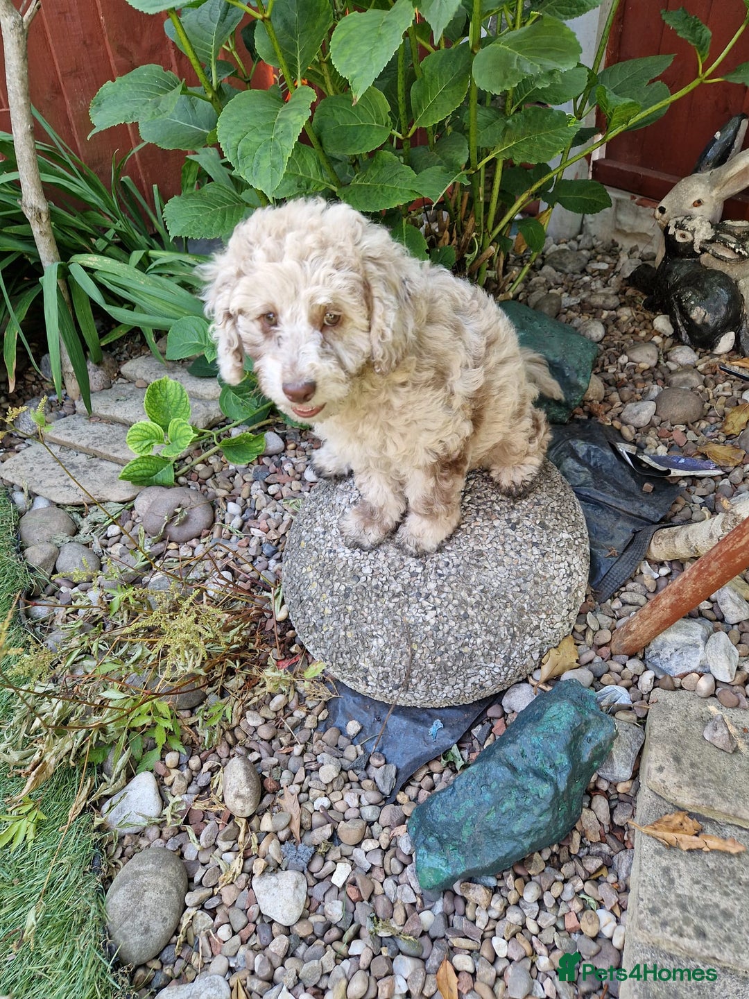 Cockapoo dogs for sale: Cockerpoo 1 boy (brown) and 1 girl (Merle)  - Image 6