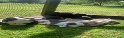 Mini Lop rabbits for sale: Mini Lops Mixed sex - Advert 11