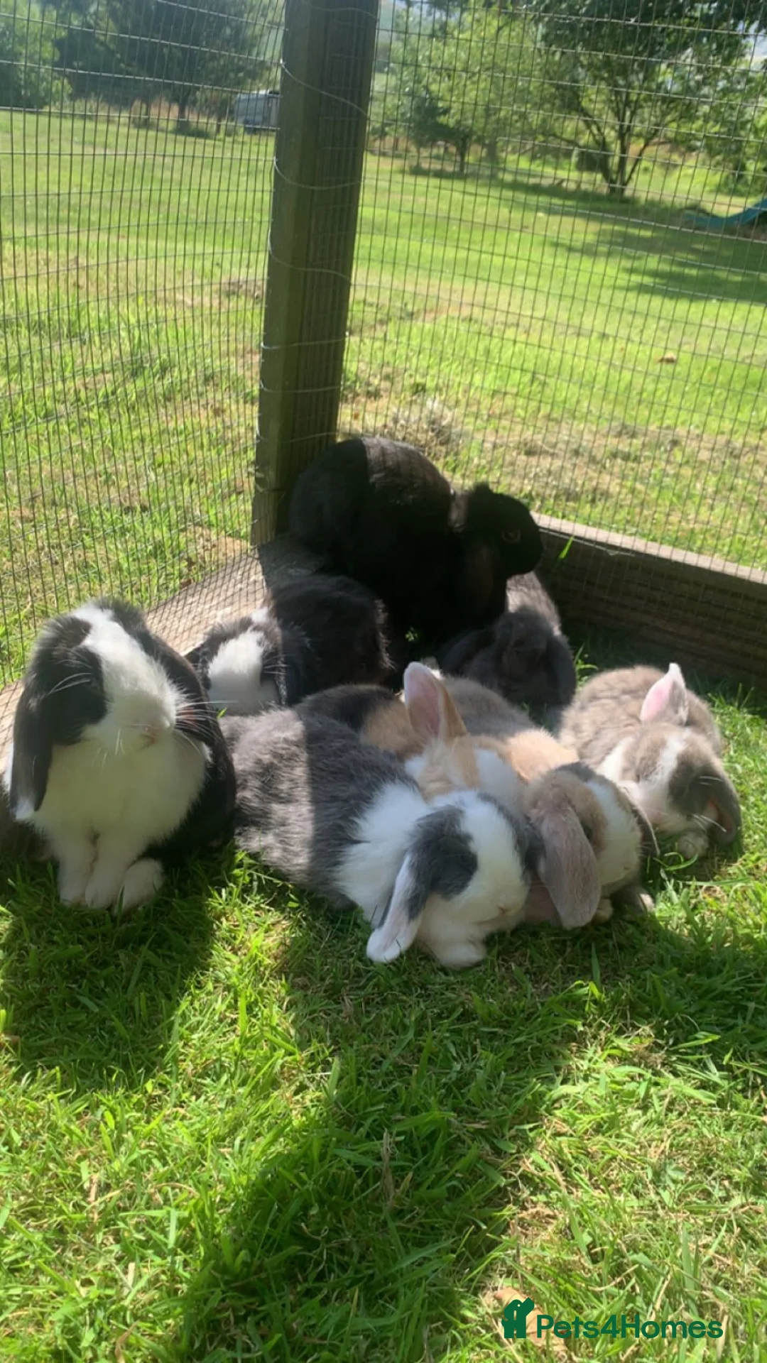 Mini Lop rabbits for sale: Mini Lops Mixed sex - Advert 11
