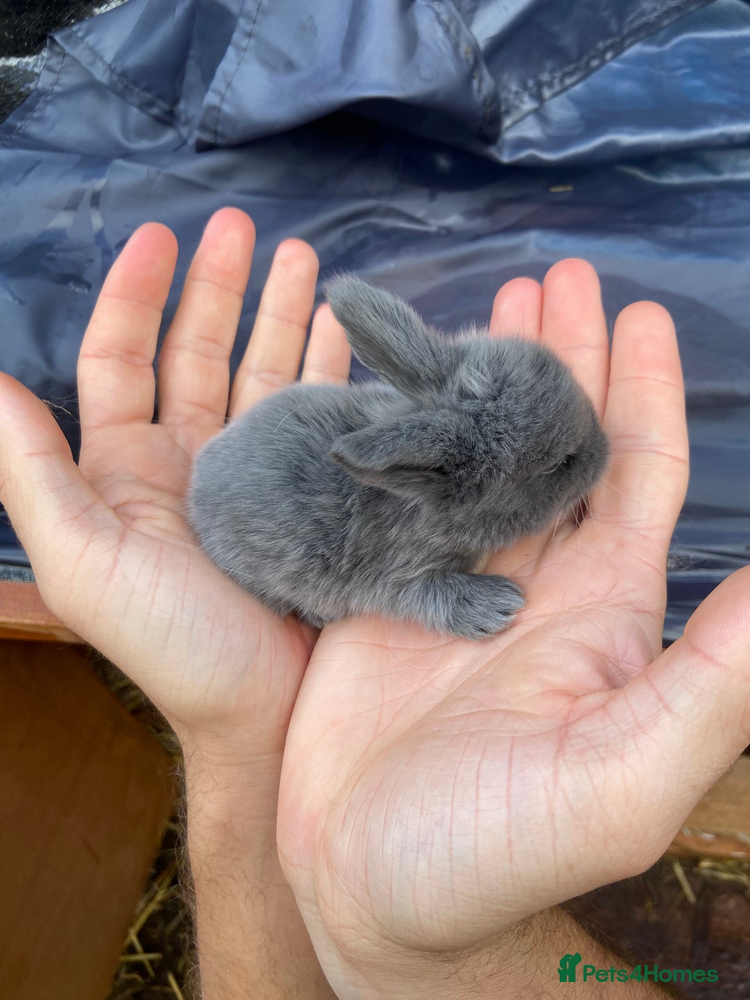 Mini Lop rabbits for sale: 🌹🍓outstanding pure mini lops 🍓🌹 - Image 6