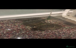 Turtle reptiles for sale: 2 turtles  - Image 1