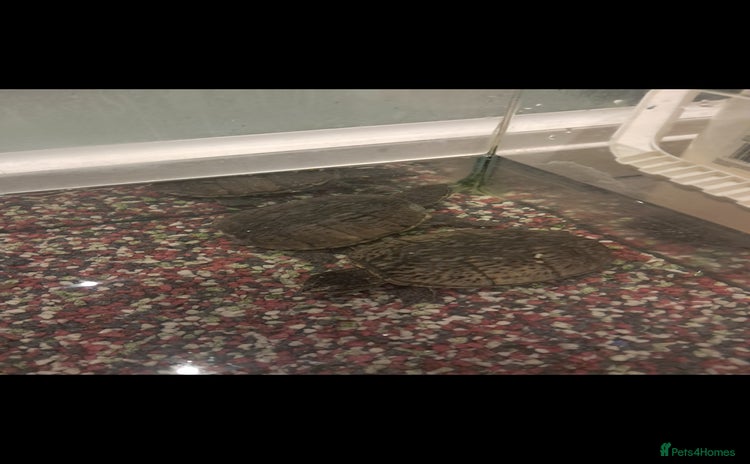 Turtle reptiles for sale - Advert 1