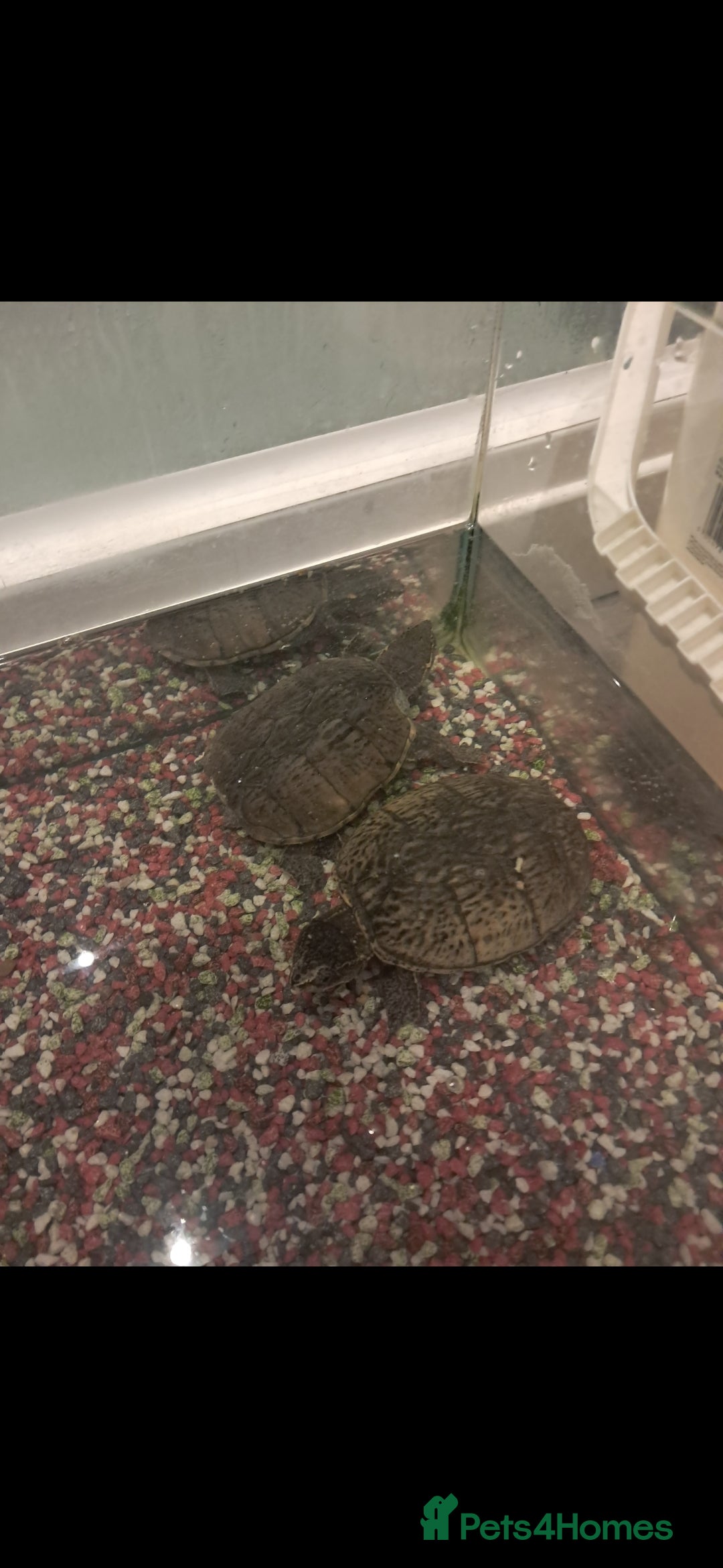 Turtle reptiles for sale: 2 turtles  - Image 1