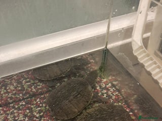 Turtle reptiles 2 turtles - Advert 7