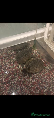 Turtle reptiles for sale - Advert 1