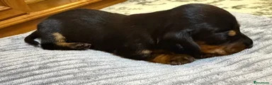 Miniature Dachshund 4