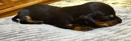 Miniature Dachshund dogs for sale: Miniature Dachshunds  in Thornhill - Advert 3