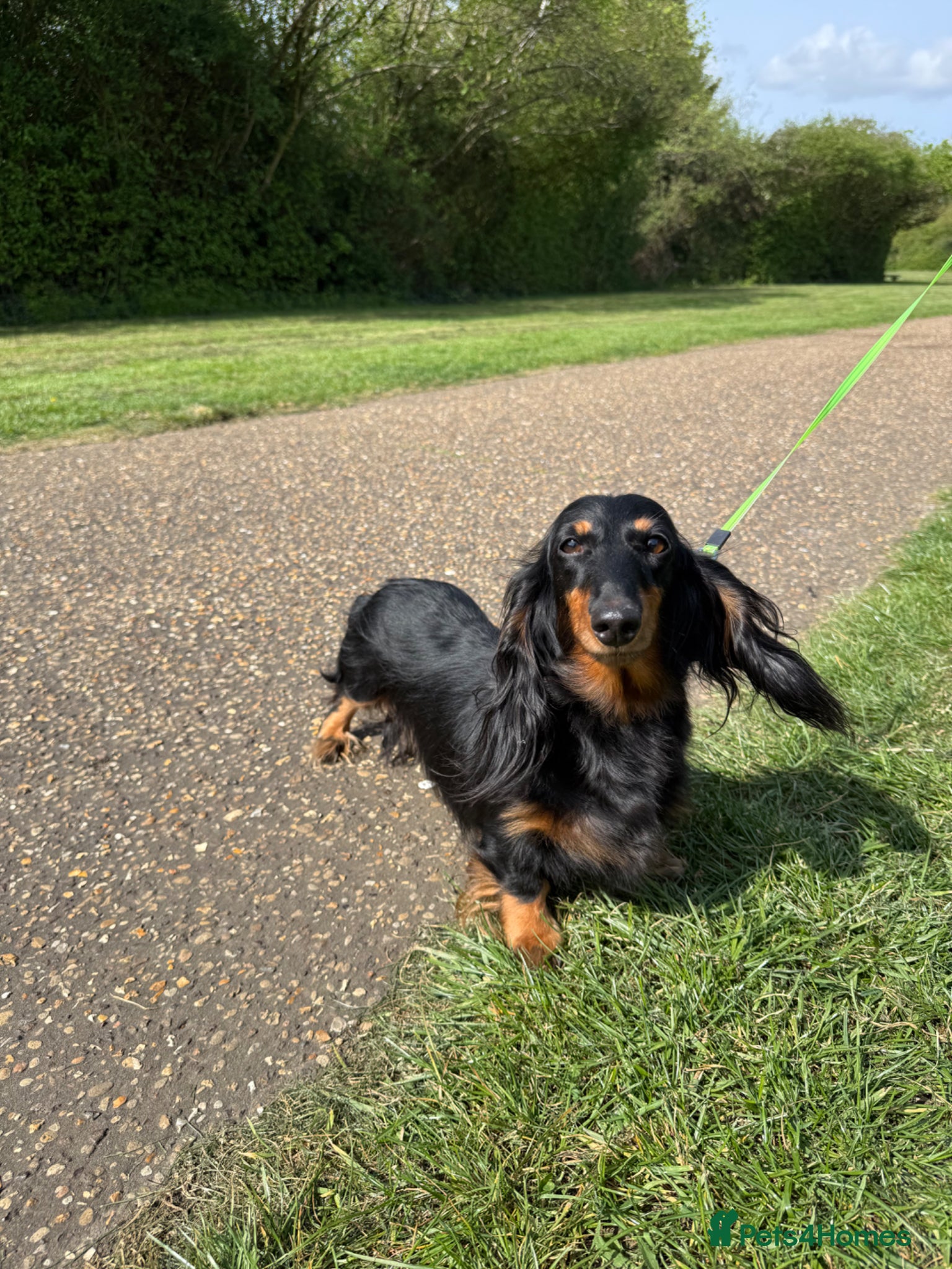 Miniature Dachshund dogs Lovely 6y old spayed girl - Advert 1