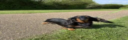 Miniature Dachshund dogs for sale: Lovely 6y old spayed girl - Advert 1