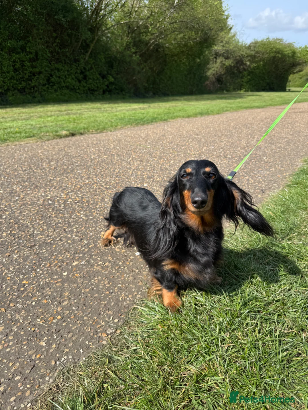 Miniature Dachshund dogs for sale: Lovely 6y old spayed girl - Advert 1